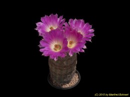 Echinocereus pectinatus 1139